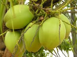 Tender Coconut 