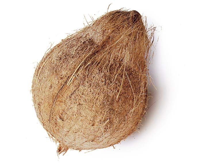 Coconut Fiber