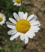 Chamomile essential oil