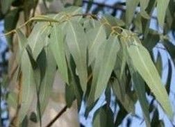 Eucalyptus essential oil