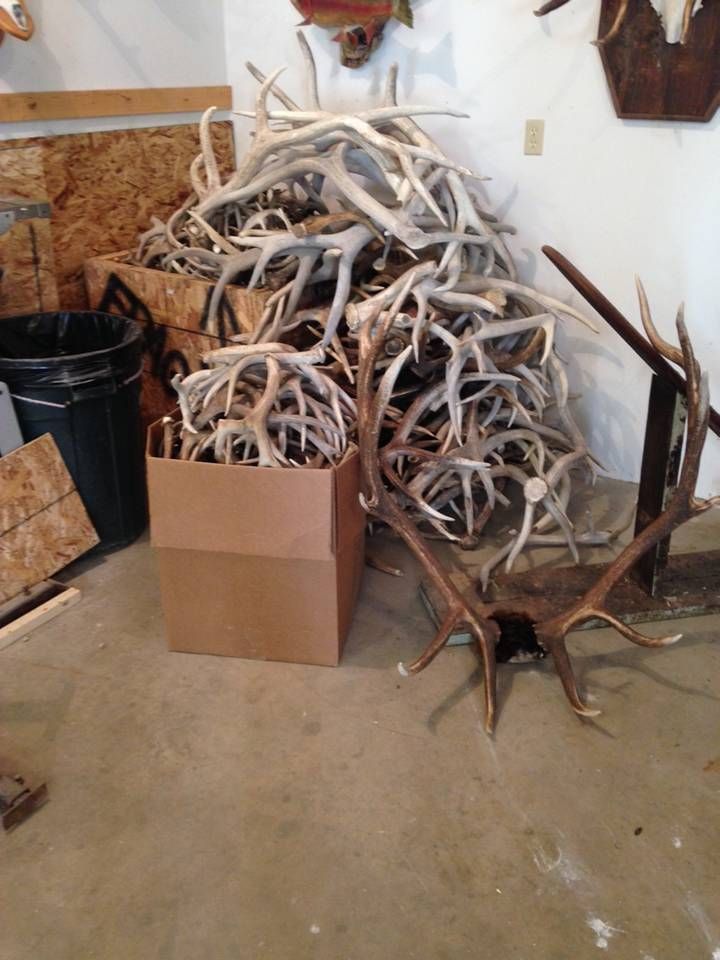 Deer and Elk Antlers