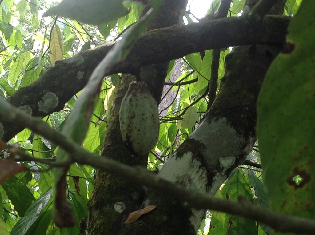 Cacao, Coffee beans