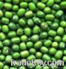 Green Mung Beans