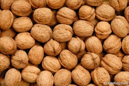walnut in shell