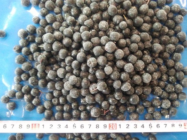 Frozen aronia berries