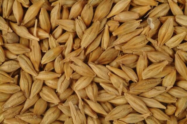 BARLEY