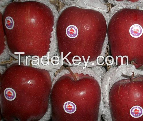 Red delicious apple China fresh fruit