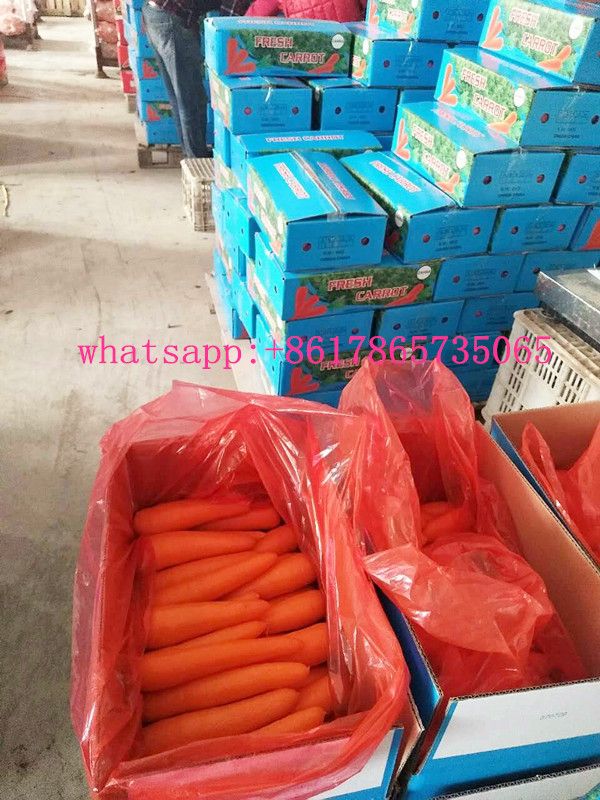 China fresh carrot 150g, red carrot export by sea