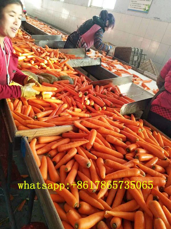 China fresh carrot 150g, red carrot export by sea