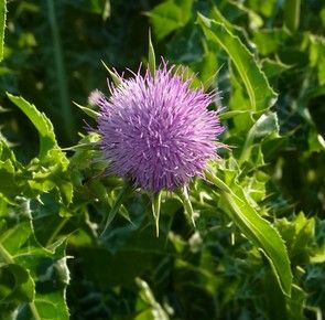 milk thistle extract/powder