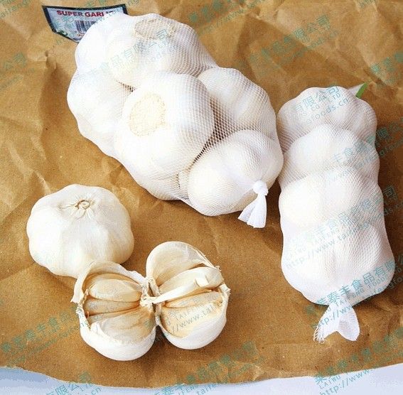 fresh Garlic