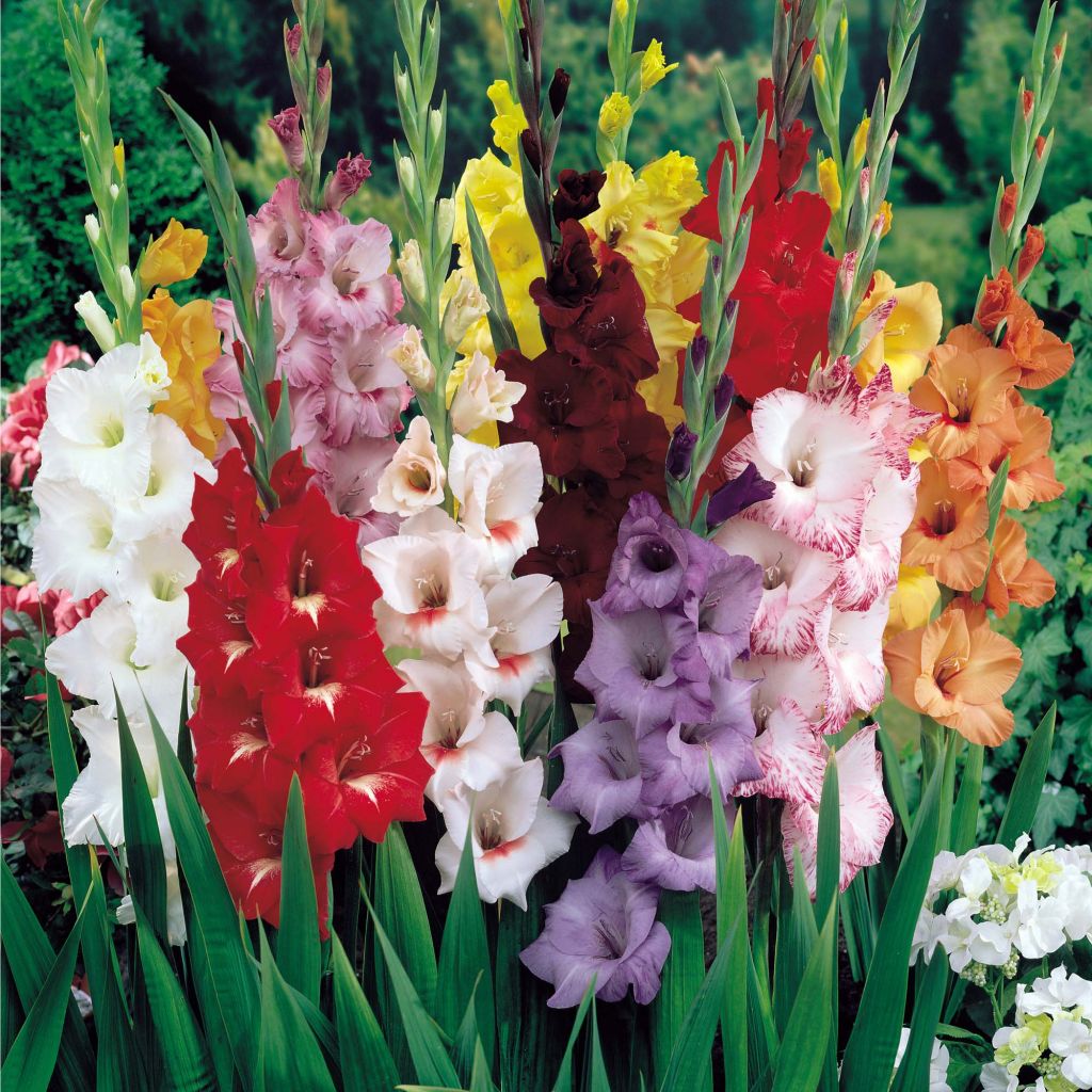 Fresh Cut Gladiolus Flower