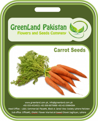 Carrot Seeds