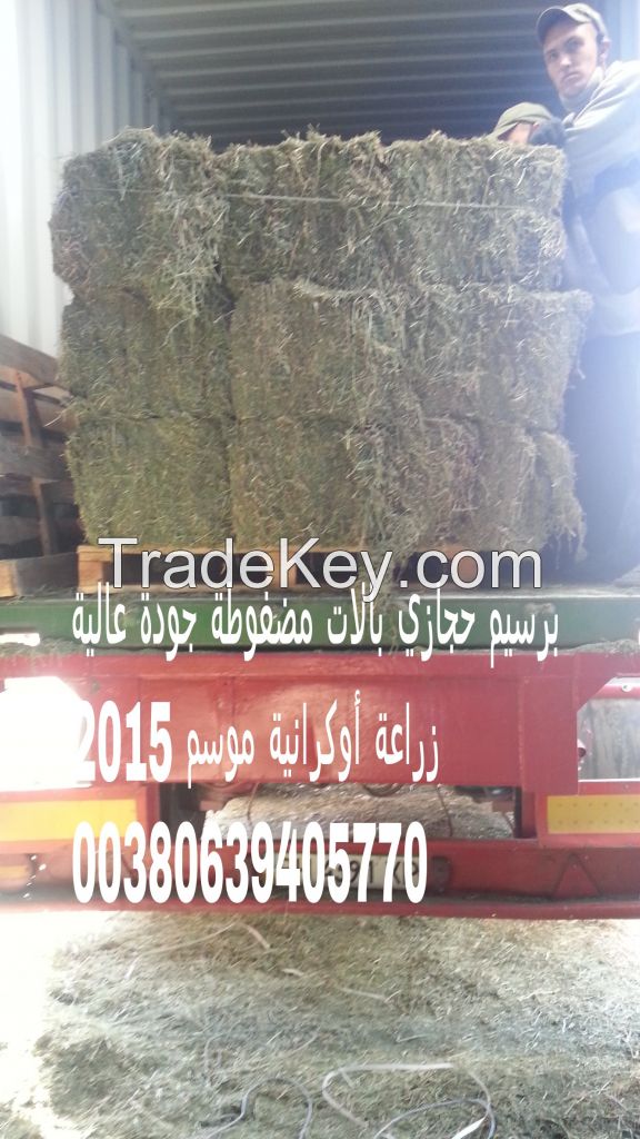 alfalfa straw bales