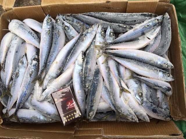 Frozen Mackerel BQF 8-10PCS /KG