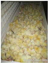 Holding 264 Eggs Best Price Digital Egg Incubator on Big Sale(KP-5)