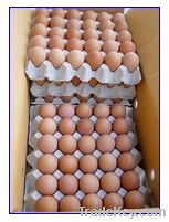 Holding 264 Eggs Best Price Digital Egg Incubator on Big Sale(KP-5)