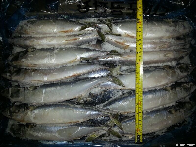 High quality frozen whole round mackerel