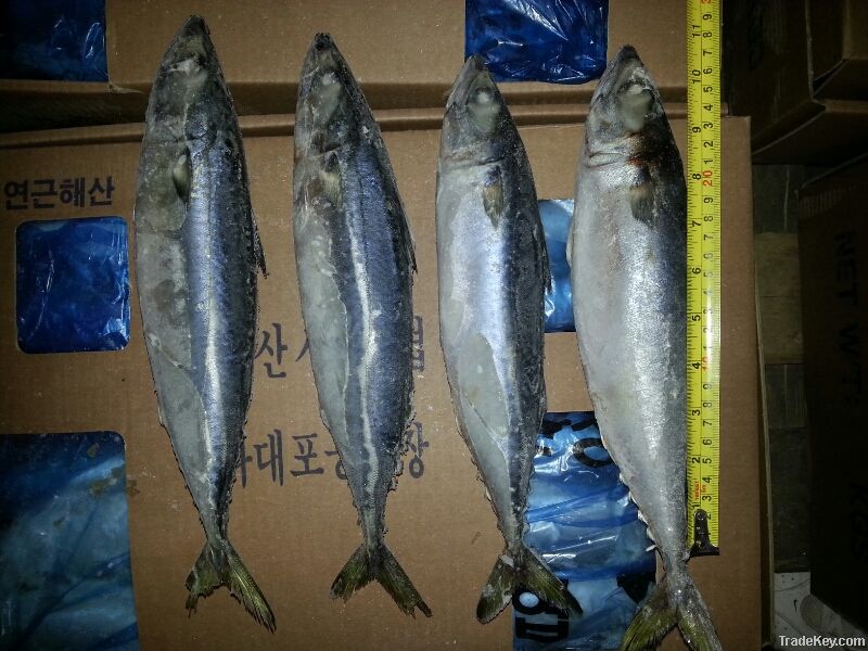 High quality frozen whole round mackerel