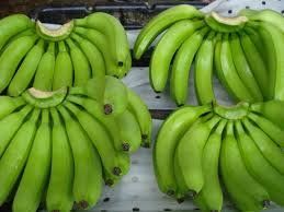 Fresh Cavendish Bananas