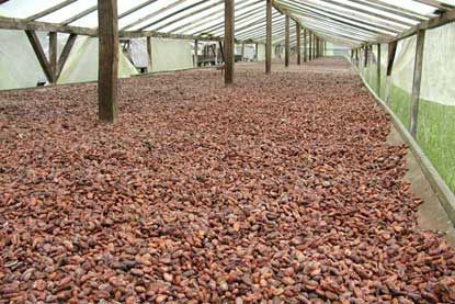 High Quality Dried Raw Cocoa Beans for Sale 