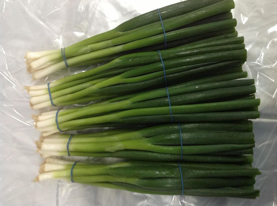 spring onion