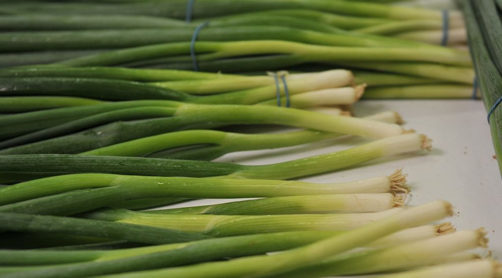 spring onion