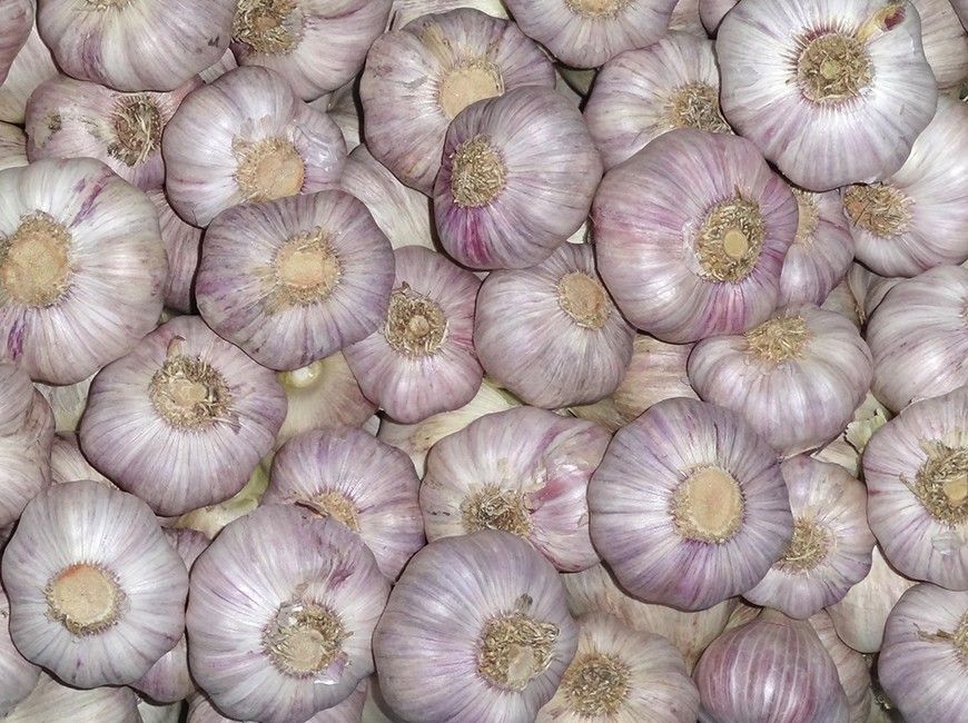 dry garlic