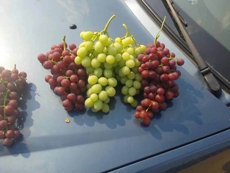 Grapes