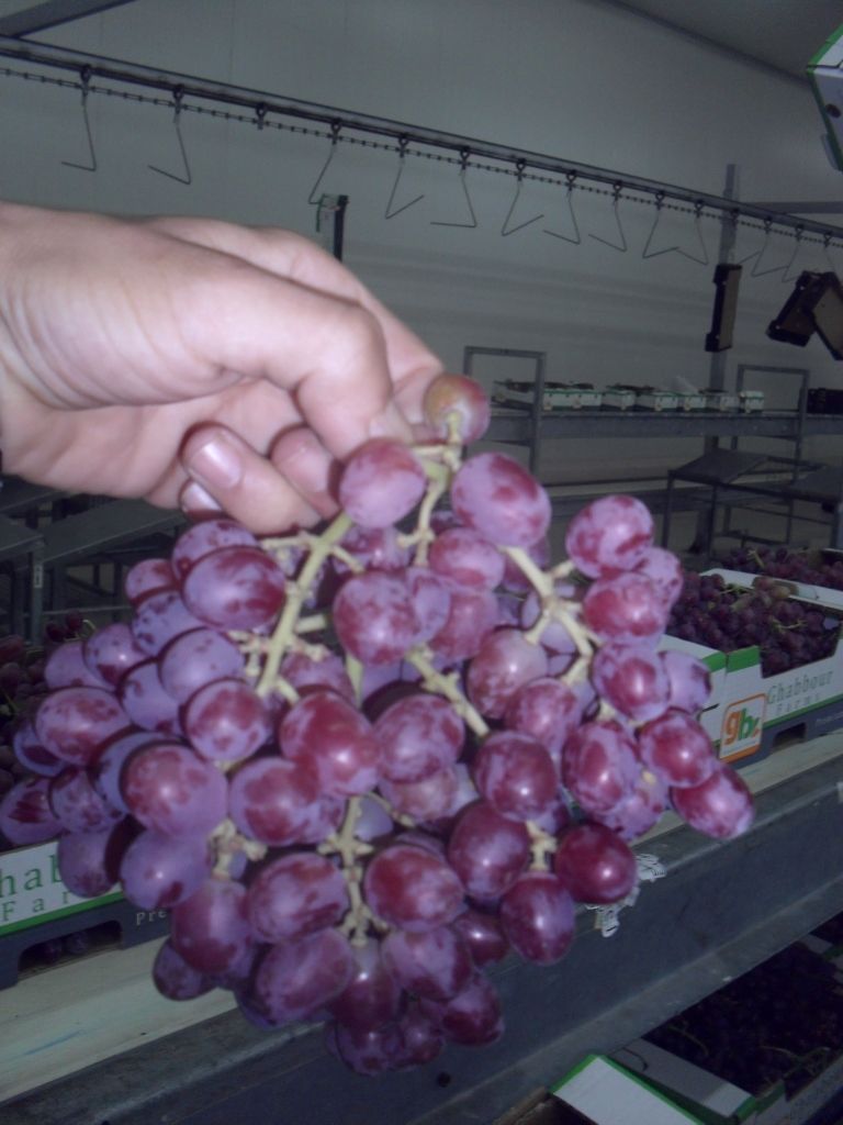 Grapes