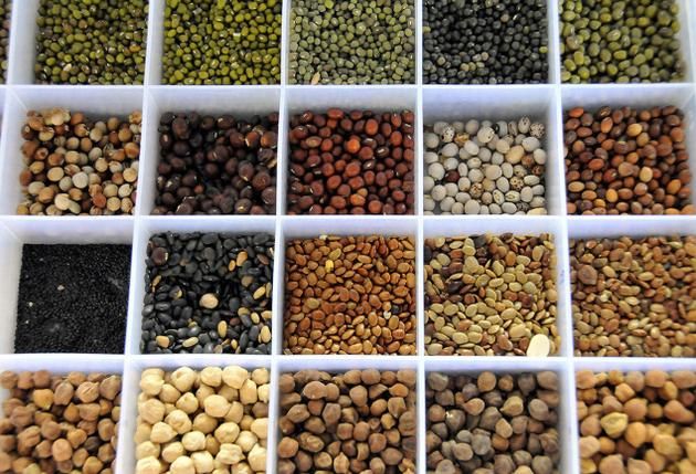 All types of Pulses; lentils, kidney beans, mung beans 