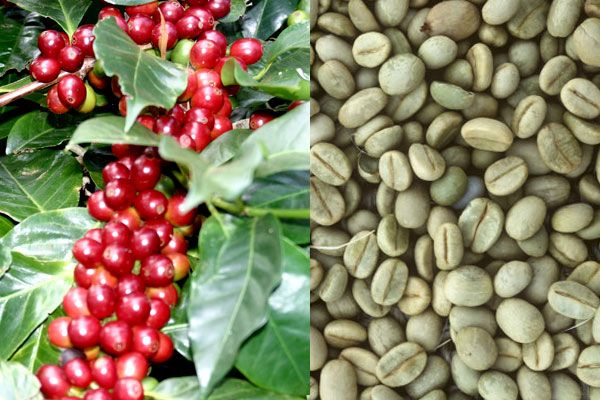 Quality Arabica Coffee Beans For Sale at competitive price.