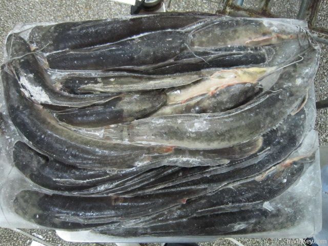 Clarias Fuscus(Parasilurus Asotus)