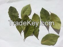 Dried Bay Leaf Production/Laurel Leaves (Bay Leaves) Wholesale