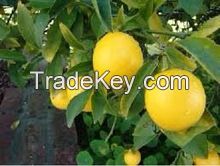 High quality fresh seedless lime, fresh lemon, fresh oranges