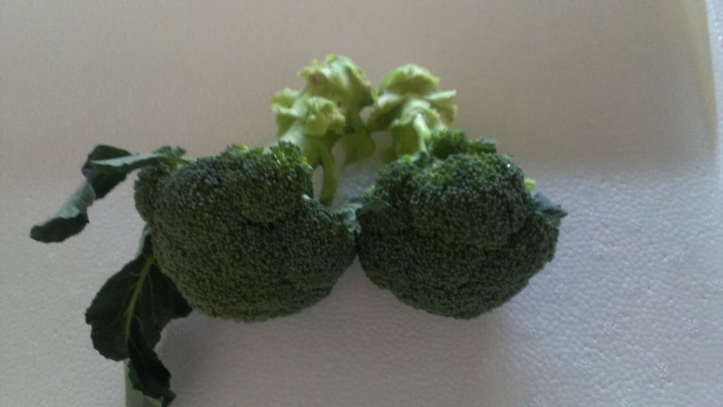 Fresh Broccoli