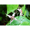 Epimedium Extract /Horny Goat Weed Extract