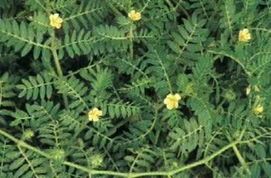 Tribulus Terrestris Extract