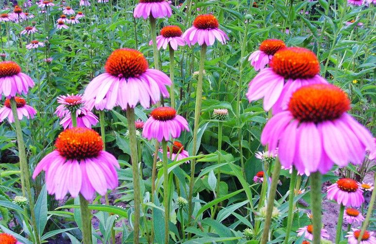 Polyphenols and Cichoric acid from Echinacea Purpurea