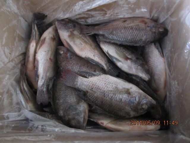 frozen tilapia whole round