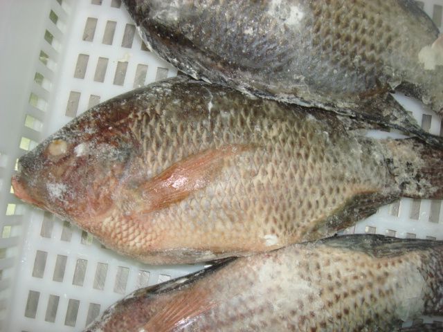 tilapia whole G&S