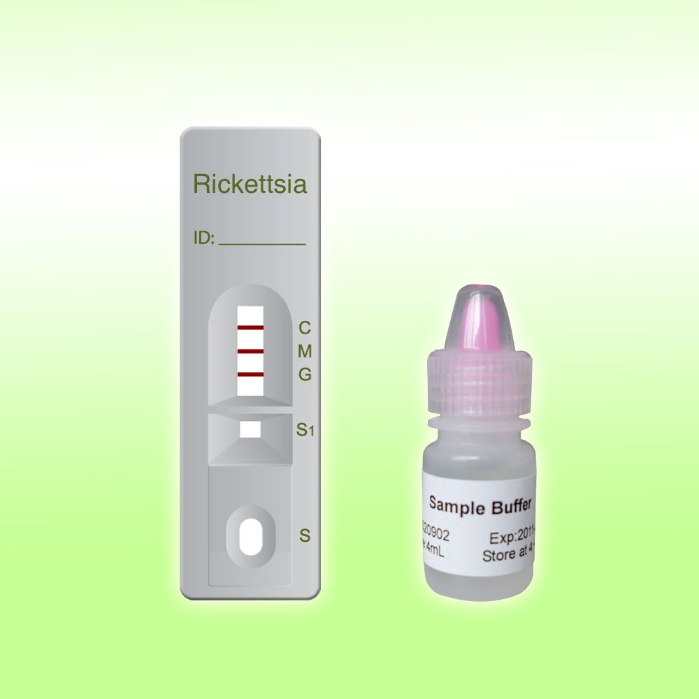 Supply Rapid Rickettsia Igg/Igm Combo Test