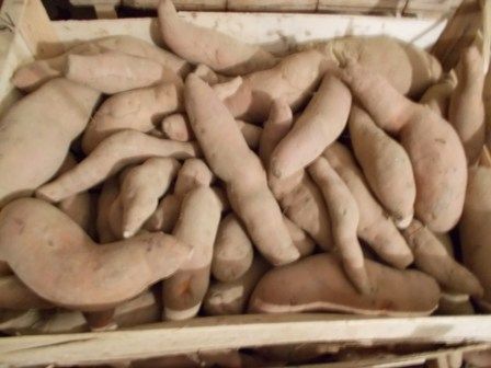 orange sweet potato, variety Beauregard