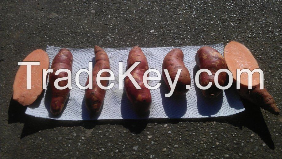 orange sweet potato, variety Beauregard