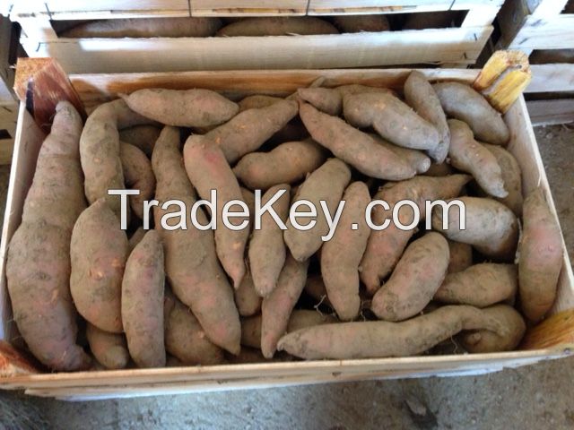 orange sweet potato, variety Beauregard