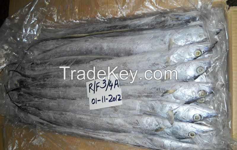Frozen Ribbon Fish | Mackerel Fish | Salmon Fish |