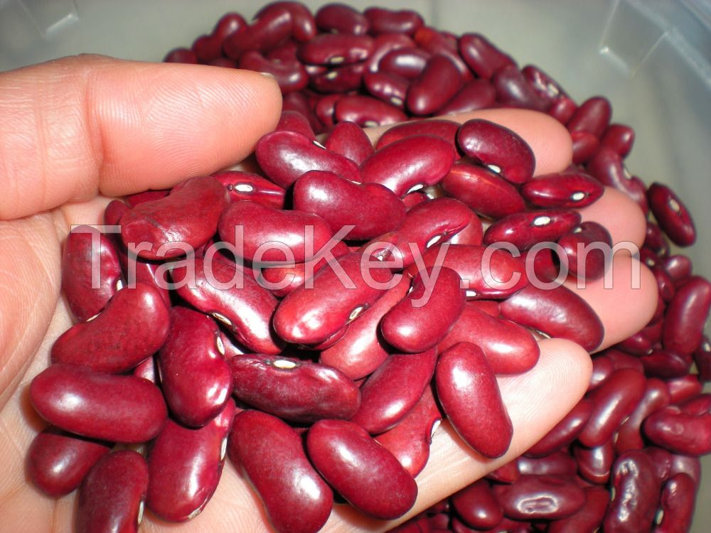 Red Kidney Beans | Black Kidney Beans Hot sales