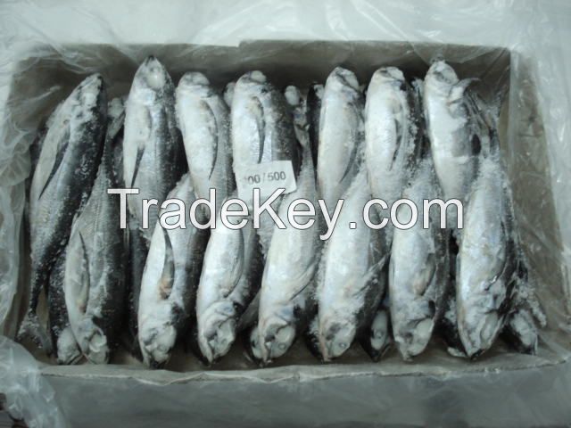 Fresh Frozen Horse Mackerel Fish/whole round big eye scad