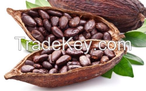 Wholesale Price Cacao Beans