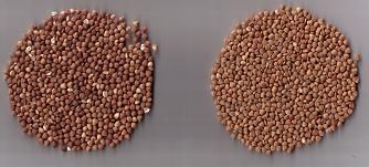 roasted buckwheat kernels